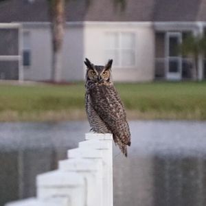 Meet your Posher, Anwar